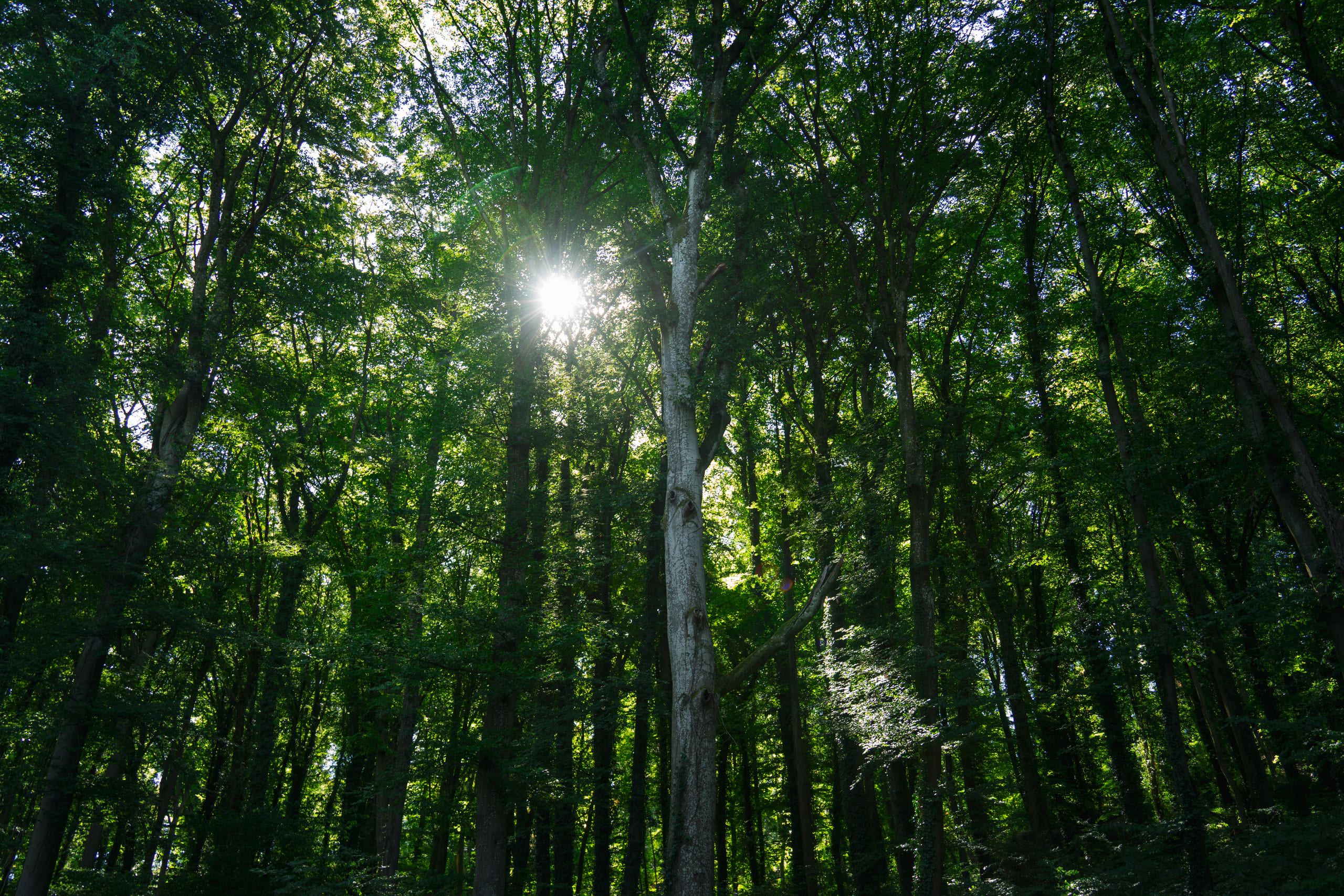 Mullerthal, photo 4 of 15