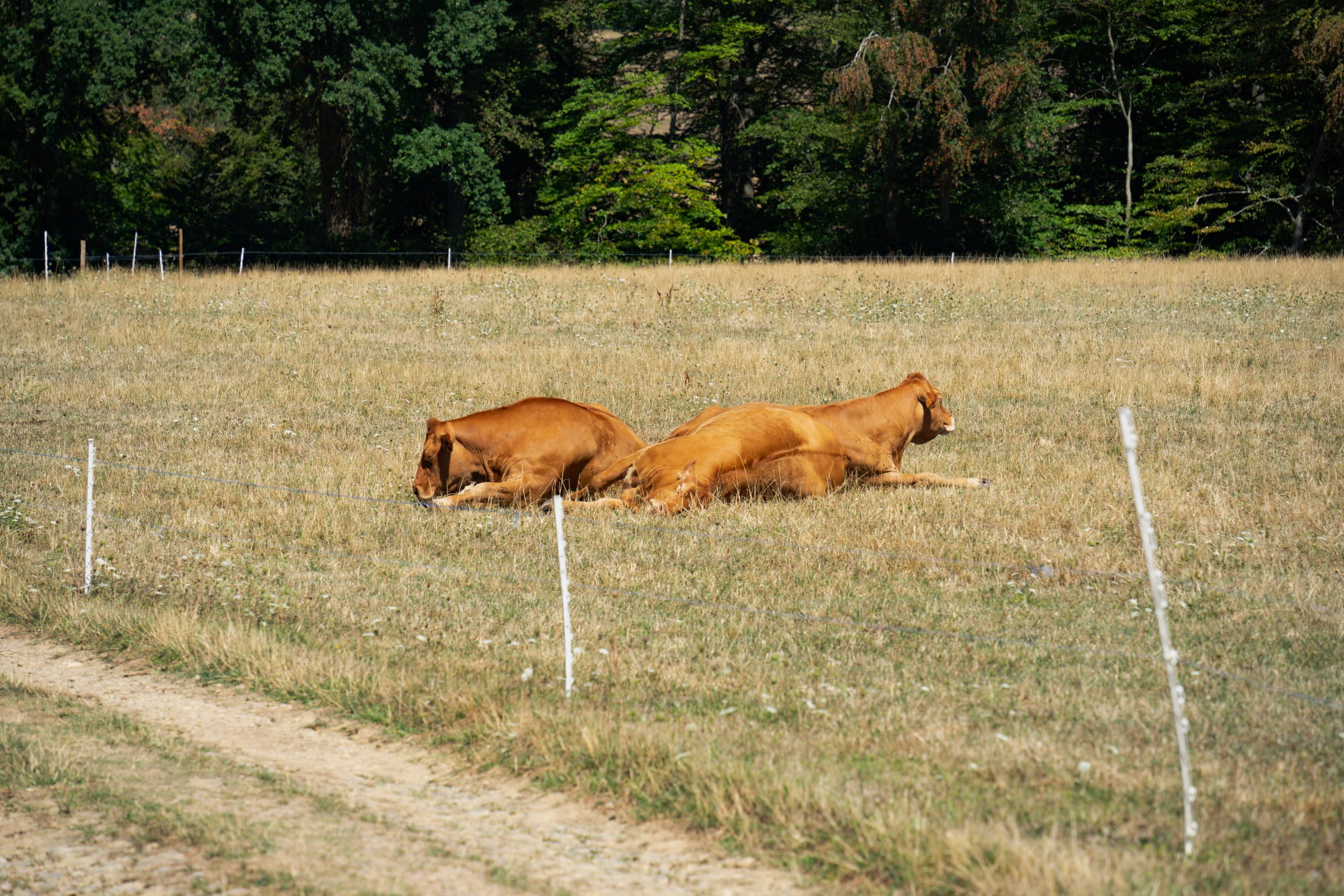 Mullerthal, photo 6 of 15