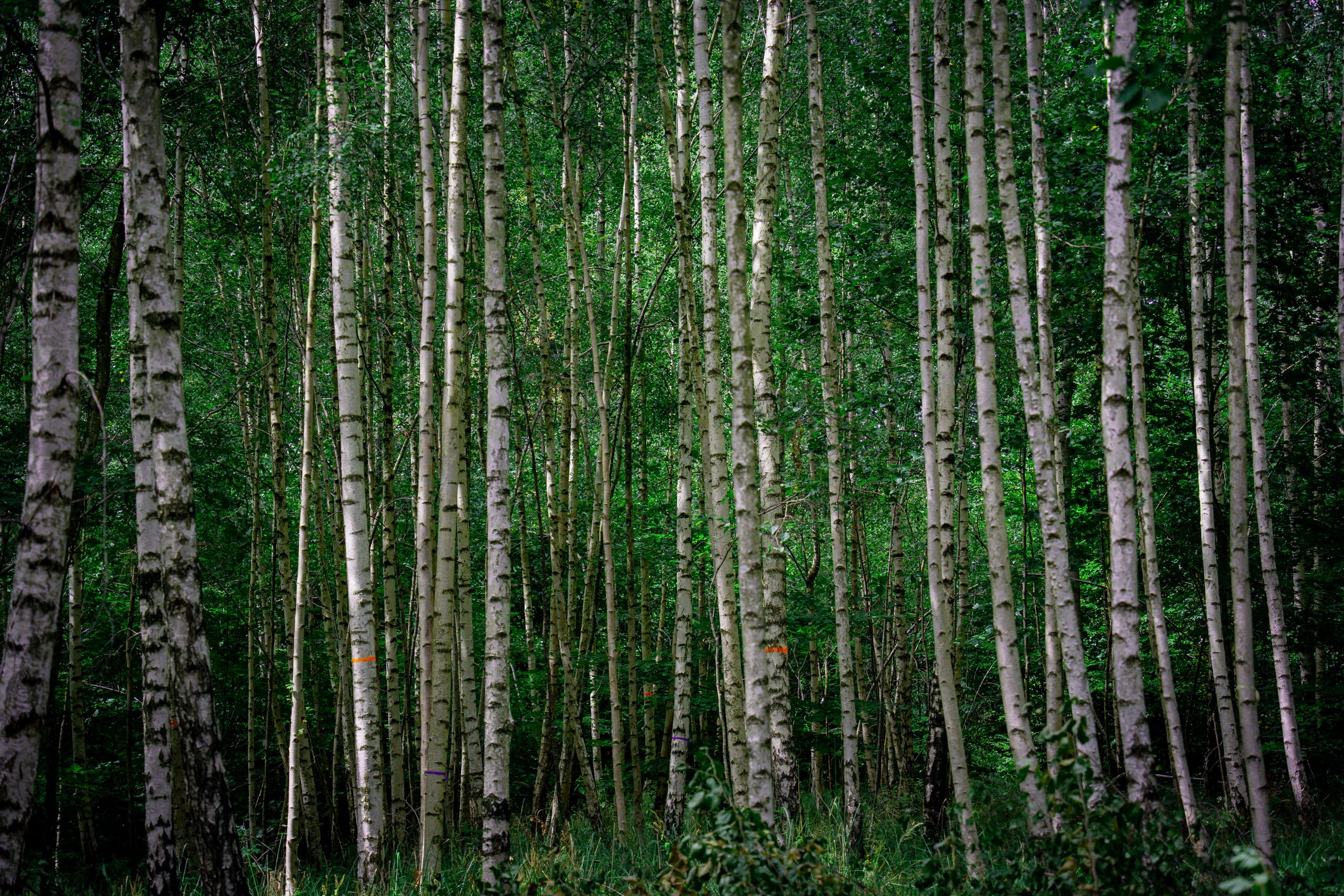 Mullerthal, photo 12 of 15